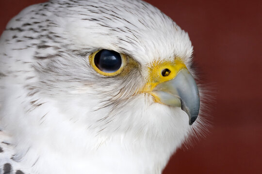 A "Gyr x Saker Falcon" refers to a hybrid falcon created by breeding a Gyrfalcon (the largest falcon) with another falcon species, most commonly a Saker or Peregrine,