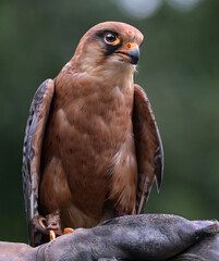 The red-footed falcon, formerly the western red-footed falcon, is a bird of prey. It belongs to the family Falconidae, the falcons. 