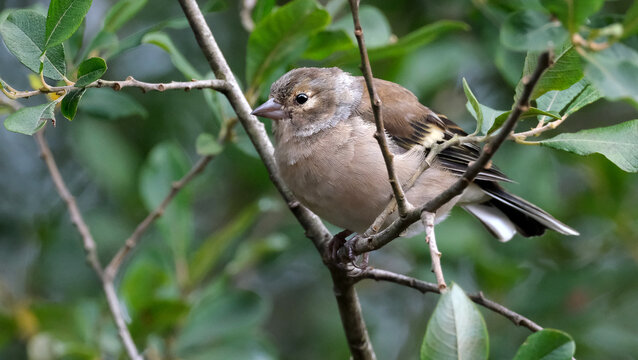 The Eurasian chaffinch, common chaffinch, or simply the chaffinch is a common and widespread small passerine bird in the finch family