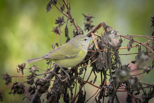 Close up of an orange-crowned warbler foraging on weeds in the San Joaquin Valley of California.