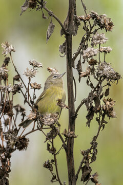 Close up of an orange-crowned warbler.