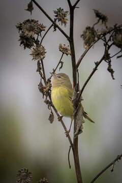 An orange-crowned warbler perched on a weed in the San Joaquin Valley of California.