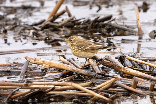An American Pipit foraging in a marsh in the San Joaquin Valley of California.