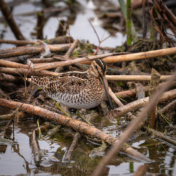 Close up of a Wilson's snipe feeding among reeds in a marsh near El Nido, in the San Joaquin Valley of California.