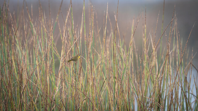 A common yellowthroat perched in tules in the San Joaquin Valley of California.