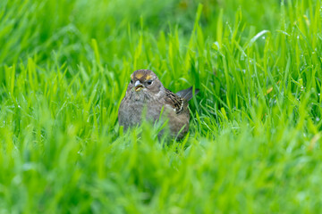Portrait of a golden-crowned sparrow feeding on grass in the San Joaquin Valley of California.