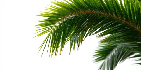 Obraz premium Close-up of vibrant green palm leaf against a clean white background