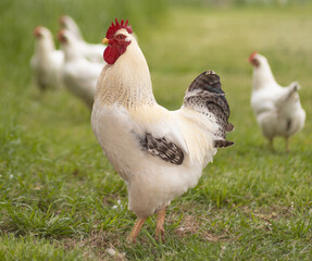 Proud Delaware chicken rooster strutting near the camera with hens behind