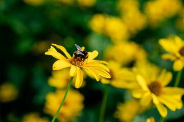 Close up photo of wild bee on yellow flower. Bee pollinating flower on summer day.