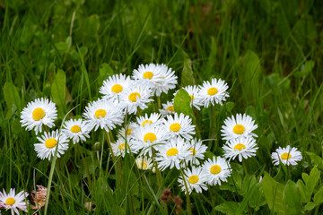 Wild daisies blooming in green grass, white petals and yellow centers of common daisy (Bellis perennis), fresh spring meadow and natural floral background. © Anna