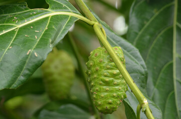 Close-up Unripe Tropical Noni Fruit
