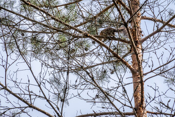 Eurasian red squirrel (Sciurus vulgaris) perched on a pine tree. Symbol of forest life,...