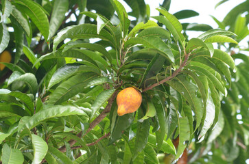 Canistel Fruit Ripening on tree