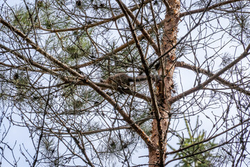 Obraz premium Curious red squirrel (Sciurus vulgaris) hidden among tree branches. Wildlife photography capturing natural behavior, camouflage and woodland ecology.