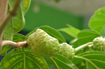 Morinda citrifolia fruit on a branch