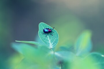 Macro of small insect on green leaf plant blur background