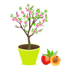 Peach tree in a pot with flowers and fruits on a white background..eps