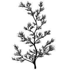 Naklejka premium Evergreen Silhouette - Sparse Needles, Minimal Color | Clean, isolated vector art for creative projects.