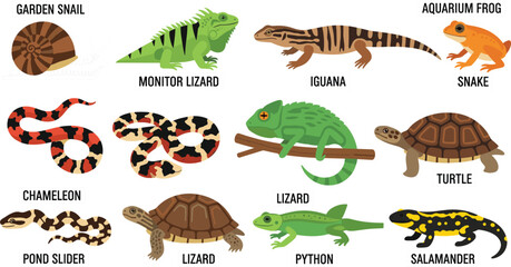 Collection of Diverse Reptiles and Amphibians Vector Graphics, Including Lizards, Snakes, Turtles, and Frogs, for Education, Wildlife, or Pet-Themed Design Projects. © MdGohurul