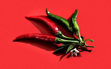 Red chili pepper red and green color, flowers, fruits and leaves, eco bio fresh red hot chilli peppers spice plant over red background. Flat lay, top view photo 
