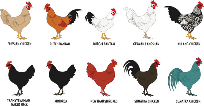 Educational Vector Set of Various Chicken Breeds Illustrations, Including Roosters and Hens, Suitable for Farm, Poultry, Agriculture, or Educational Design Projects.