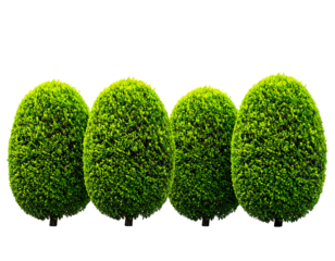 Four oval-shaped green bushes lined up
