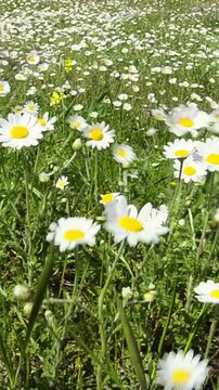 Close-up wild meadow daisies in daylight as gentle breeze shifts stems and petals while camera subtly advances capturing soft forward motion across dense blooming field