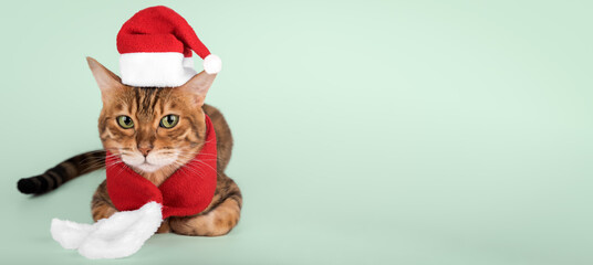 Bengal cat in a Santa suit