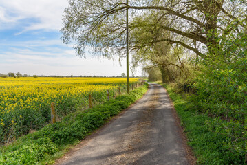 Narrow winding back road lined with trees through fields of rapeseed in blossom in spring
