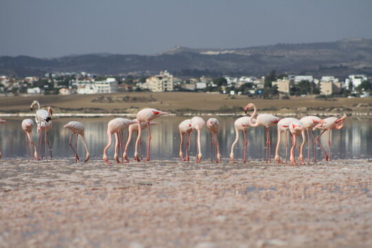 Group of pink flamingos feeding on lake in front of city in Cyprus