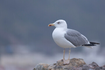 Seagull on the cliff