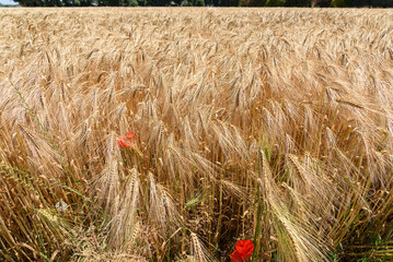 Naklejka premium Close up of barley plants in a field in the countryside of France on a sunny day