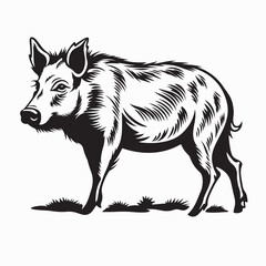 Wild boar vector. Black and white Wild boar vector Illustration