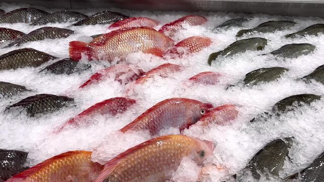 Red Tilapia and tilapia sold in supermarkets
