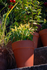 Ornamental container vegetable garden in terracotta pots on a sunny day. Pupila pepper plant bay leaf and sweet pepper growing in pots on a patio or balcony for home gardening