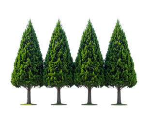 Four perfectly shaped evergreen trees stand in a row