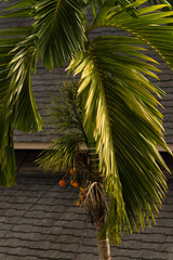 Palm tree in tropical garden with green fronds and fruit, exotic nature travel concept © Marya