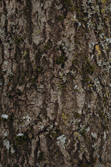 Vertical shot of pine bark texture