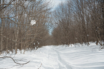 Winter footpath passes through snow-covered forest filled with serene atmosphere
