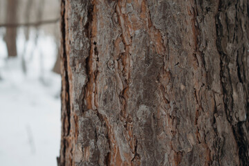 pine bark texture
