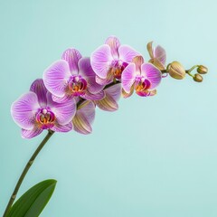 Naklejka premium Vibrant pink striped orchid blossoms adorn a slender stem against a soft pastel background