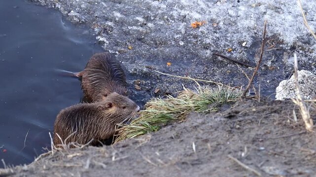 Nutria in the winter river of the city park.Young nutria in cold water looking for food.