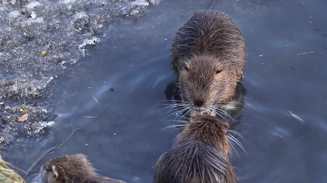Wild nutria during meals.Two young nutria in the river fighting for food.Survival of nutria in the wild in winter.