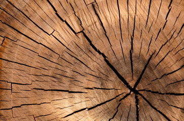 Fondo tronco de madera © Alejandra