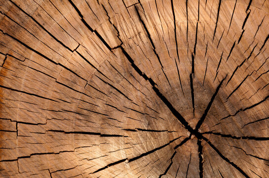 Fondo tronco de madera