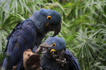 Fototapeta premium Hyacint macaw showing natural behaivour