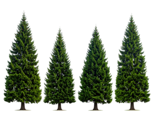 Four conical evergreen trees with dark green foliage