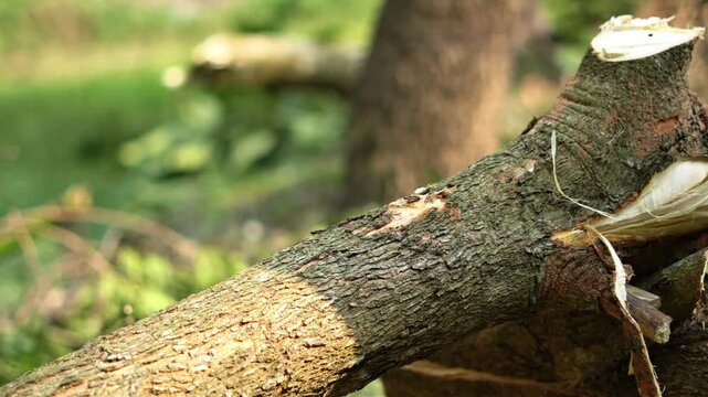 Wood cutting with axe in a indian forest by tribal people. Cutting a tree in the forest.