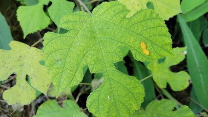 Healthy Green Leaves in a Lush Forest