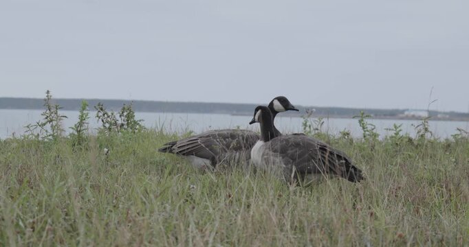 A Flock of Canada Geese Walks through the Grass in front of the Water on Anticosti Island, Quebec, Canada